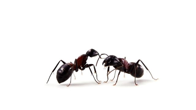 pest-control-service