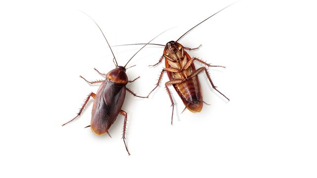 pest-control-service