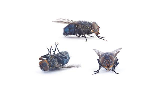 pest-control-service