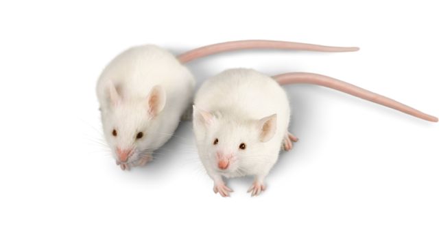 pest-control-service