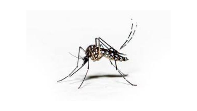 pest-control-service