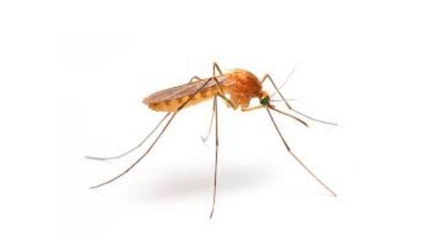 pest-control-service