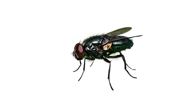 pest-control-service