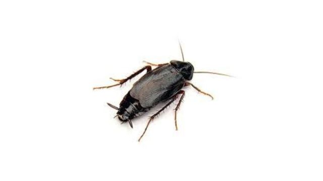 pest-control-service
