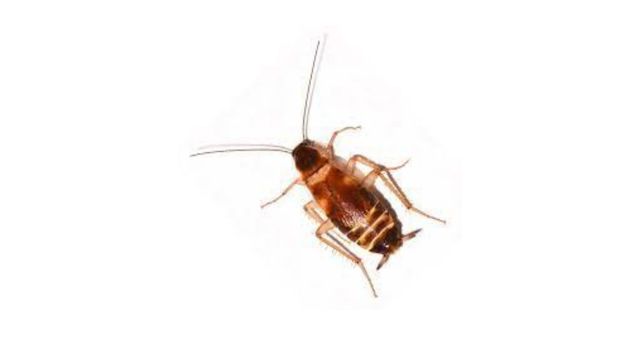 pest-control-service