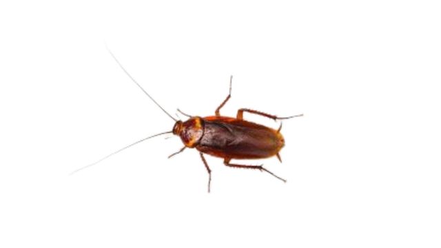 pest-control-service