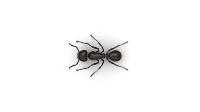 pest-control-service