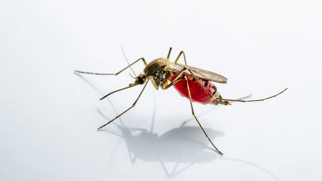 pest-control-service
