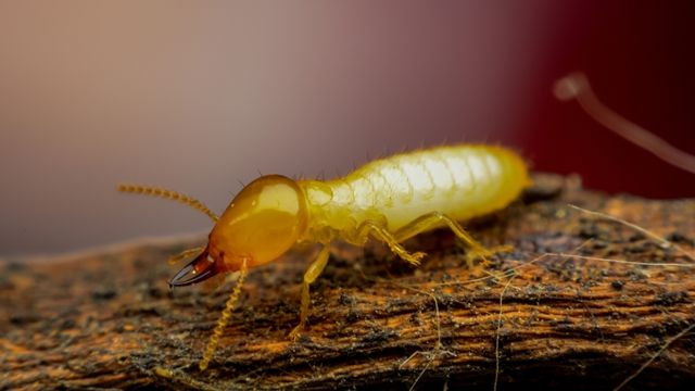 pest-control-service