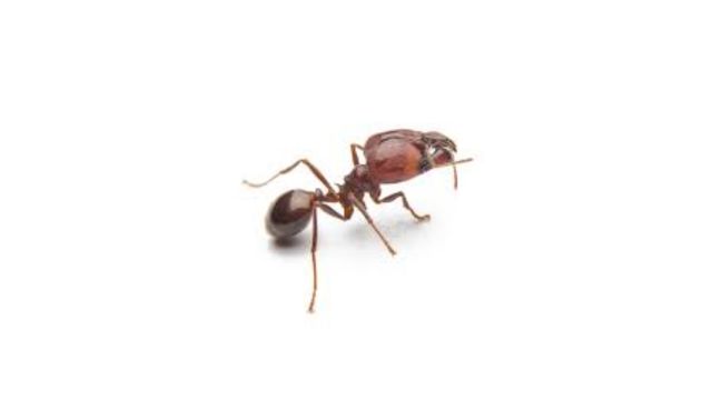 pest-control-service