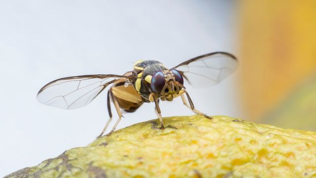 pest-control-service