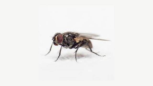 pest-control-service