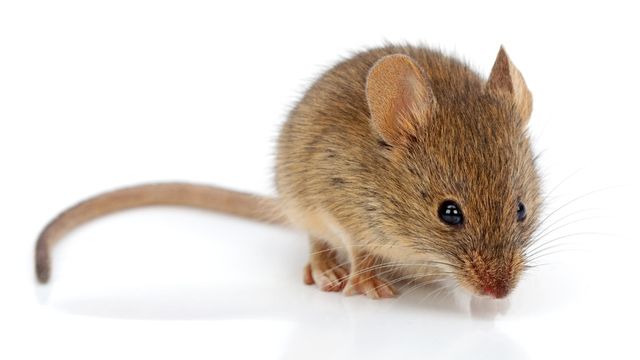pest-control-service