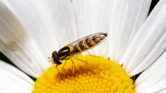 pest-control-service