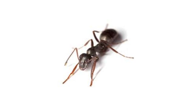 pest-control-service