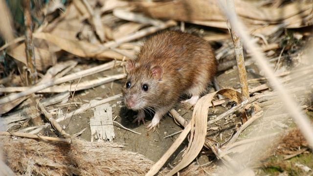 pest-control-service