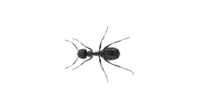 pest-control-service