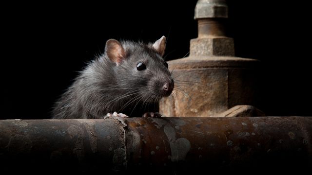 pest-control-service