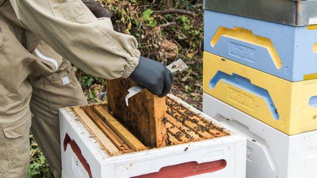 Pest Control Service - Honeycomb removing