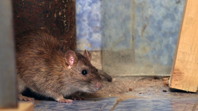 pest-control-service