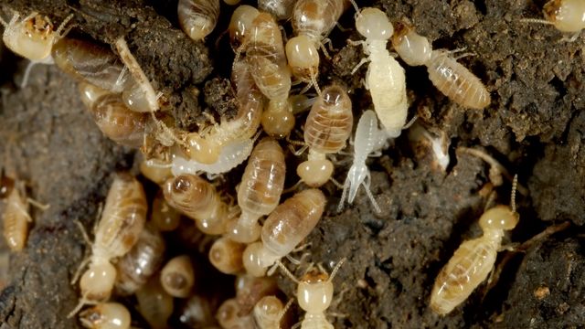 pest-control-service